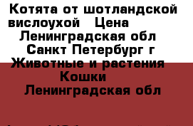 Котята от шотландской вислоухой › Цена ­ 4 500 - Ленинградская обл., Санкт-Петербург г. Животные и растения » Кошки   . Ленинградская обл.